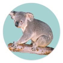 Koala Drawing Round Stickers