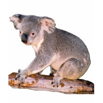 Koala Drawing t-shirts