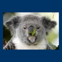 Koala eating lunch posters by lesleyworld Koala eating lunch posters