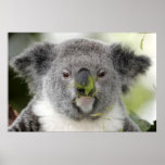 Koala eating lunch posters