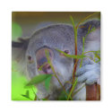 Koala Eating Magnet
