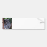 koala, koala bear, australia, australian koala bear, koalas, koala bears, bear, bears, marsupial, australian, aussie, mammal, animal, wildlife, wild life, wild animal, animals