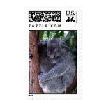 koala, koala bear, australia, australian koala bear, koalas, koala bears, bear, bears, marsupial, australian, aussie, mammal, animal, wildlife, wild life, wild animal, animals