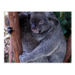 koala, koala bear, australia, australian koala bear, koalas, koala bears, bear, bears, marsupial, australian, aussie, mammal, animal, wildlife, wild life, wild animal, animals