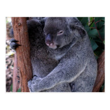 Koala Family Postcard