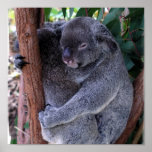 koala, koala bear, australia, australian koala bear, koalas, koala bears, bear, bears, marsupial, australian, aussie, mammal, animal, wildlife, wild life, wild animal, animals