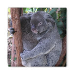 Koala Family Square Magnet