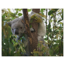 Koala Custom Flyer