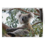koala greeting card r0937da5a8321476ba3f3a38fd7b70cd3 xvuak 8byvr 150 Australia