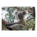 koala,koala bear,marsupial,koalas,koala bears,australia,australian koala bear,bear,bears,australian,aussie,mammal,animal,wildlife,wild life,wild animal,animals,koala photo,koala picture,australian koala,cute koala,love koalas