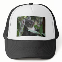 Koala hats