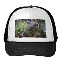 Koala Hats