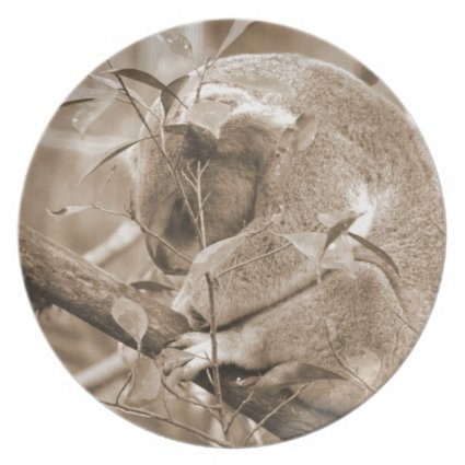 koala head down sleeping sepia c dinner plate