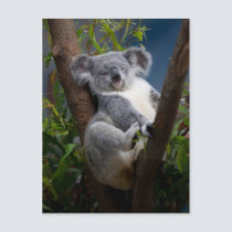 Koala II postcards