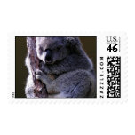 koala,koalas,koala bear,koala bears,eucalyptus,cute bear,bear,bears,marsupial,marsupials,cute,animal,animals,australia,australian,australian koala,wildlife,wild life,wild animal