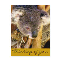 Koala Love_ Post Cards