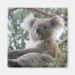 koala,koala bear,marsupial,koalas,koala bears,australia,australian koala bear,bear,bears,australian,aussie,mammal,animal,wildlife,wild life,wild animal,animals,koala photo,koala picture,australian koala,cute koala,love koalas
