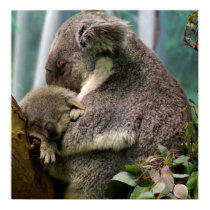 Koala Mom and New Baby posters by Tberling Koala Mom and New Baby posters