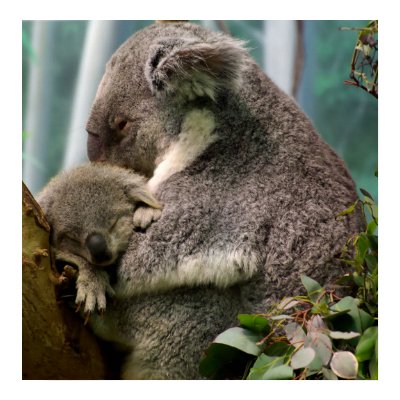 Koala Mom and New Baby Poster by Tberling