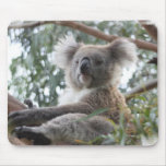 koala,koala bear,marsupial,koalas,koala bears,australia,australian koala bear,bear,bears,australian,aussie,mammal,animal,wildlife,wild life,wild animal,animals,koala photo,koala picture,australian koala,cute koala,love koalas
