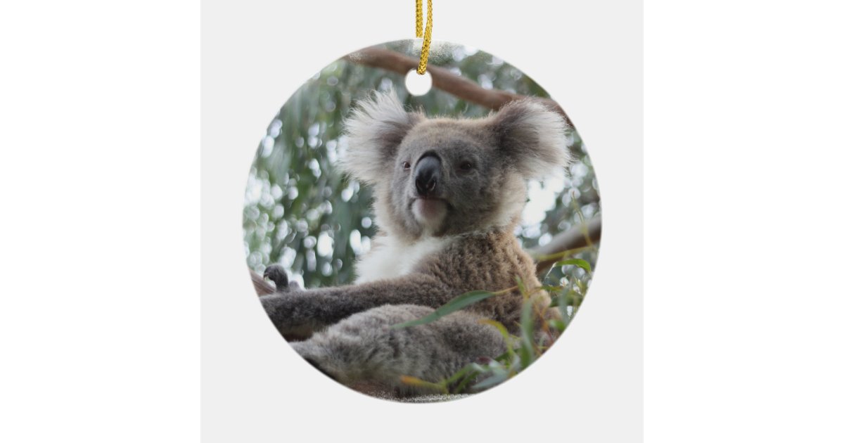 koala ornament zazzle koala ornament zazzle