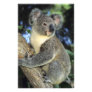 Koala, Phascolarctos cinereus), Australia,