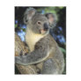 Koala, Phascolarctos cinereus), Australia, Post Cards