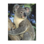 Koala, Phascolarctos cinereus), Australia, Post Cards