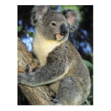 Koala, Phascolarctos cinereus), Australia, Post Cards