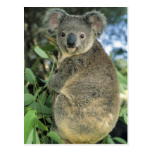 Koala, Phascolarctos cinereus), endangered, Postcard