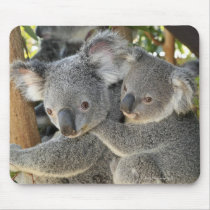 Koala Phascolarctos cinereus Queensland . Mousepads