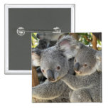Koala Phascolarctos cinereus Queensland . Pins
