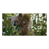 Koala Photo Card