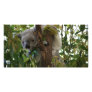 Koala Photo Card