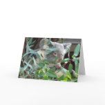 Koala Photography Card
