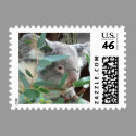 Koala Photography Postage Stamps (#2)