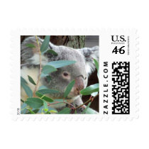 Koala Photography Postage Stamps (#2)