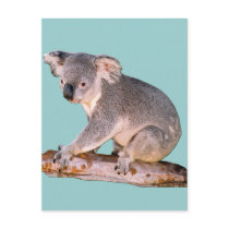 Koala Picture Postcard