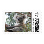 koala,koala bear,marsupial,koalas,koala bears,australia,australian koala bear,bear,bears,australian,aussie,mammal,animal,wildlife,wild life,wild animal,animals,koala photo,koala picture,australian koala,cute koala,love koalas