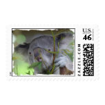 Koala Postal Stamp