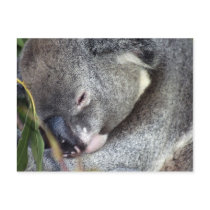 Koala postcards