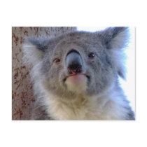 Koala postcards