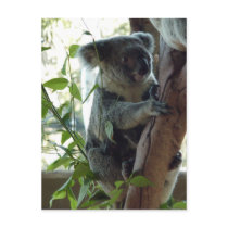 Koala postcards