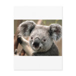 Koala Postcards