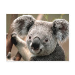 Koala Postcard