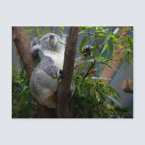 Koala postcards