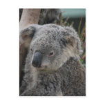 Koala Postcards
