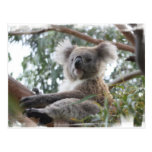 Koala Postcard
