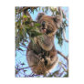 Koala Postcard Australia