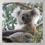 koala,koala bear,marsupial,koalas,koala bears,australia,australian koala bear,bear,bears,australian,aussie,mammal,animal,wildlife,wild life,wild animal,animals,koala photo,koala picture,australian koala,cute koala,love koalas